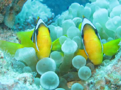 Anemone Fish in Dahab, Canon Powershot G7, November 2007 by Dominique Schuelin 